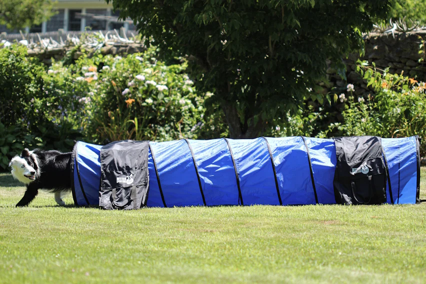Better Sporting Dogs 10 ft Dog Agility Tunnel with Sandbags – Training Tunnel for Backyard Agility Courses - Image 5
