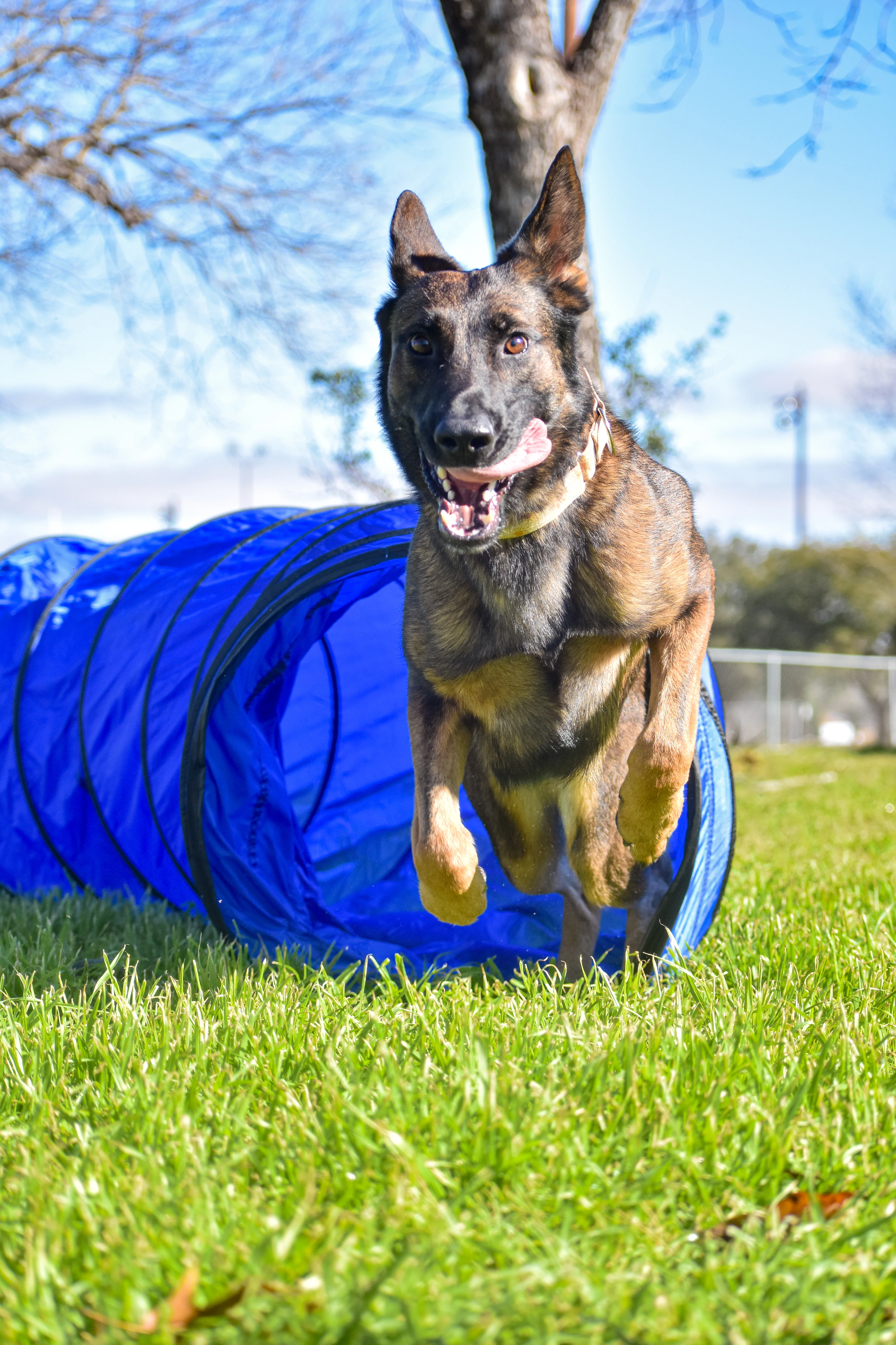 Better Sporting Dogs 10 ft Dog Agility Tunnel with Sandbags – Training Tunnel for Backyard Agility Courses - Image 6