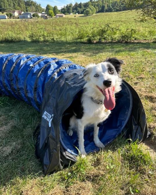 Better Sporting Dogs Heavy Duty Dog Agility Tunnel – 16 ft PVC Training Tunnel with Sandbags - Image 3