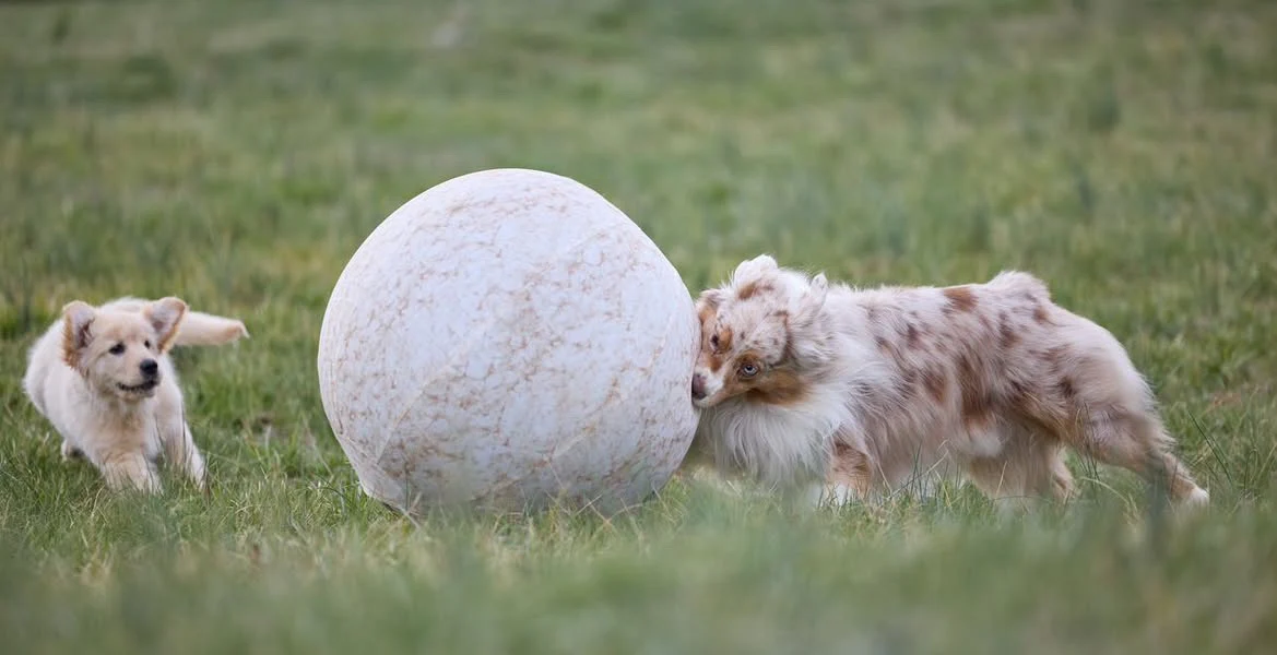 Better Sporting Dogs 25” Heavy Duty Sheep Lookalike Herding Ball for Dogs - Image 7