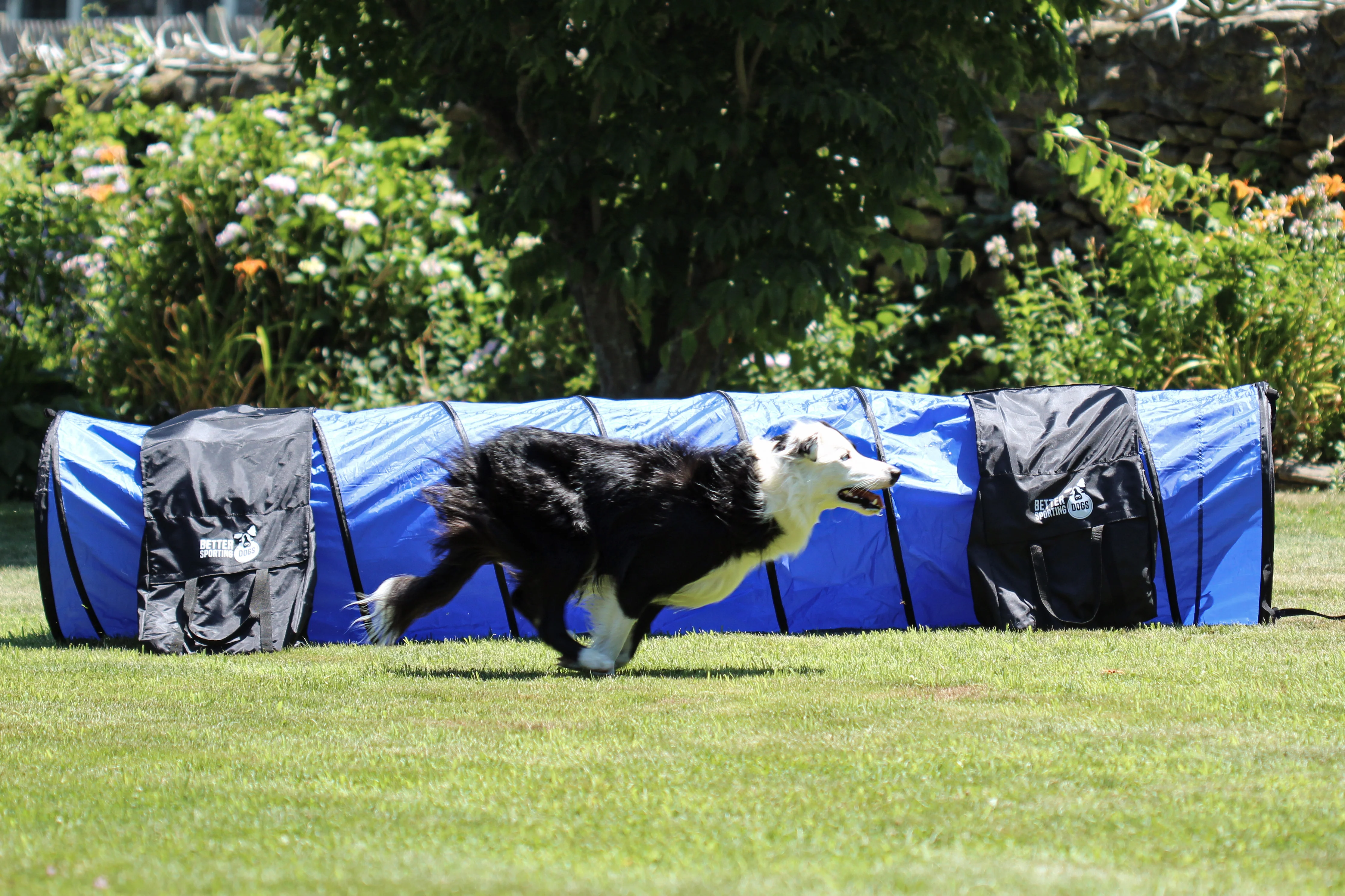Better Sporting Dogs 3 Piece Dog Agility Equipment Set – with Jumps & Tunnel - Image 6