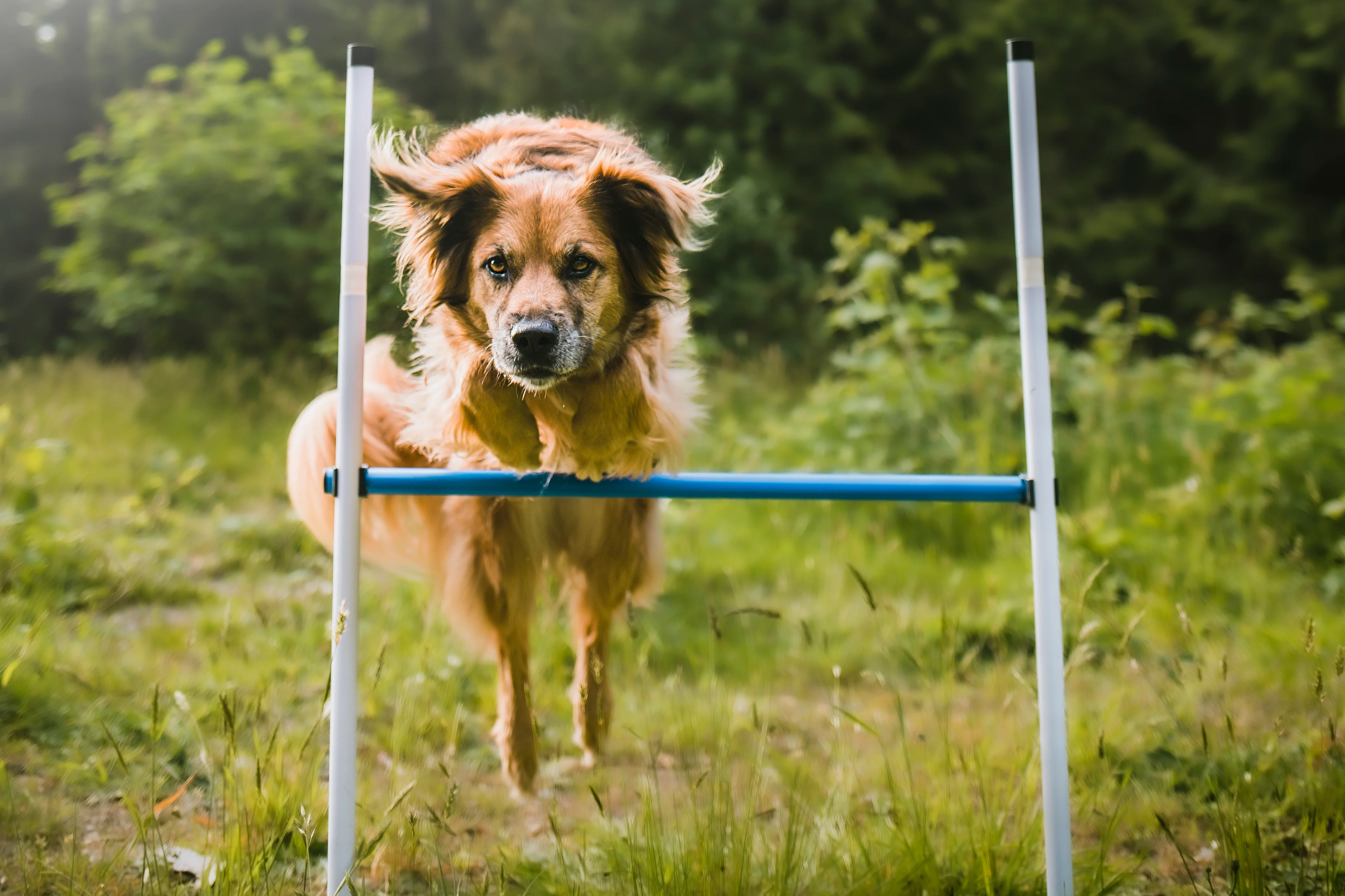 Better Sporting Dogs 3 Piece Dog Agility Equipment Set – with Jumps & Tunnel - Image 7