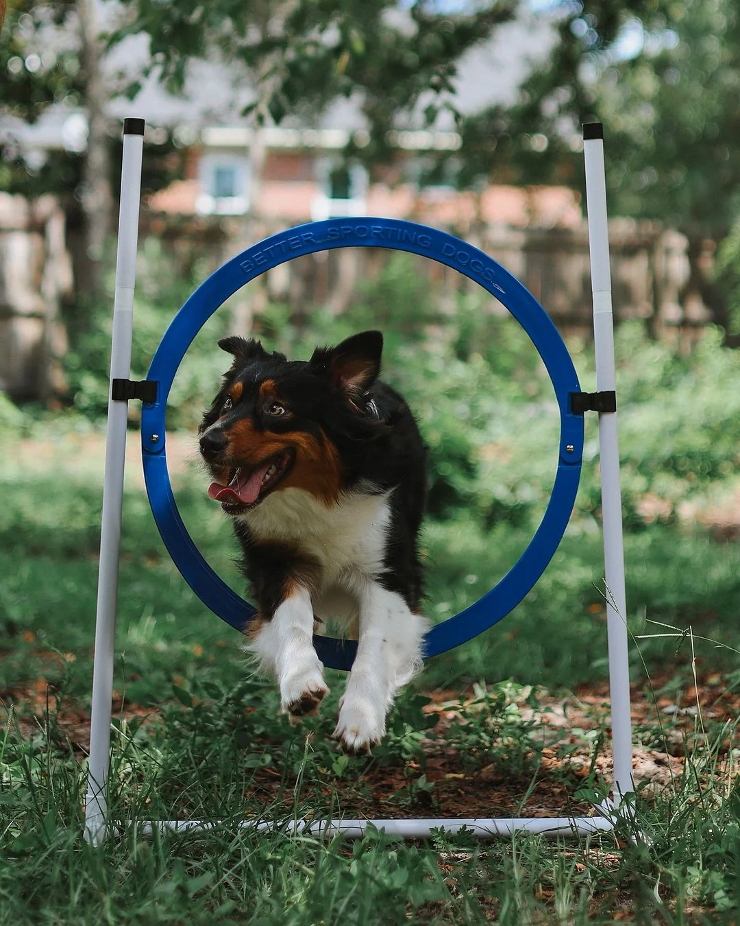 Better Sporting Dogs Upgraded Dog Agility Set – 5 Piece Training Kit with Safety Breakaway Tire Jump, Displacement Bar Jump, Tunnel, Weave Poles & Pause Box - Image 8