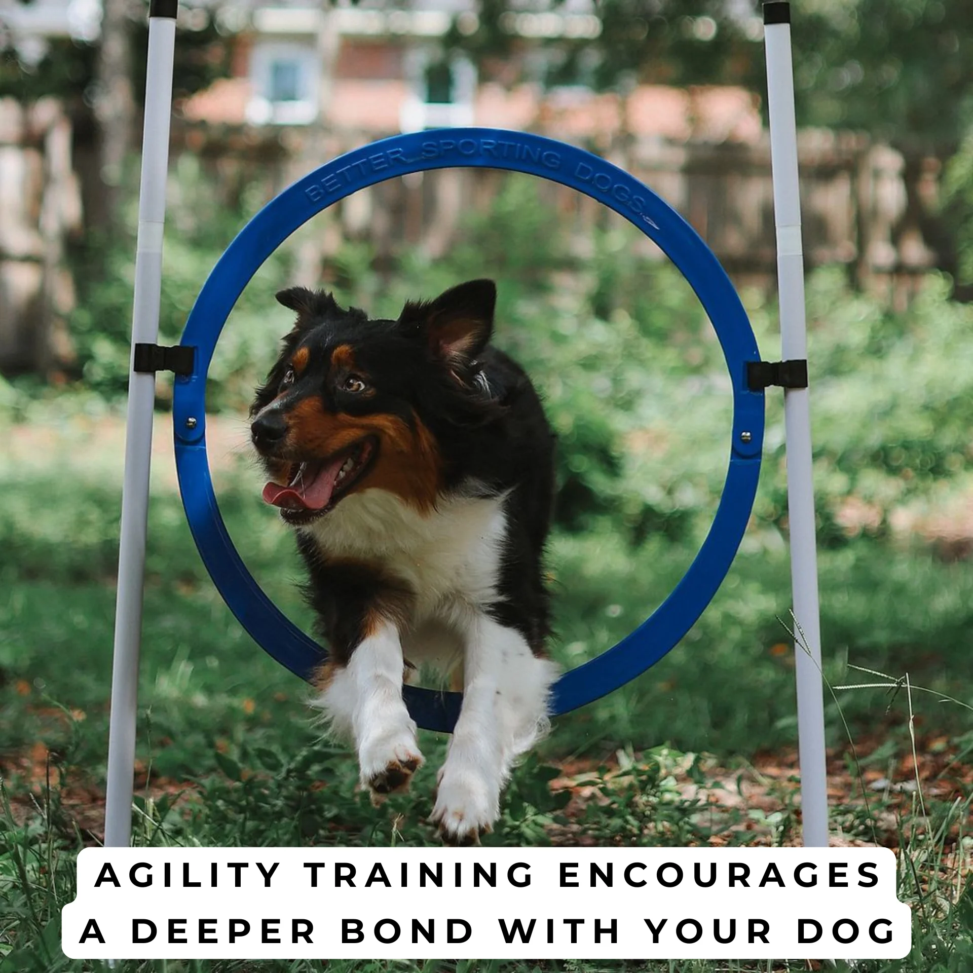 Better Sporting Dogs Adjustable Dog Agility Bar Jumps & Tire Jumps - Image 8
