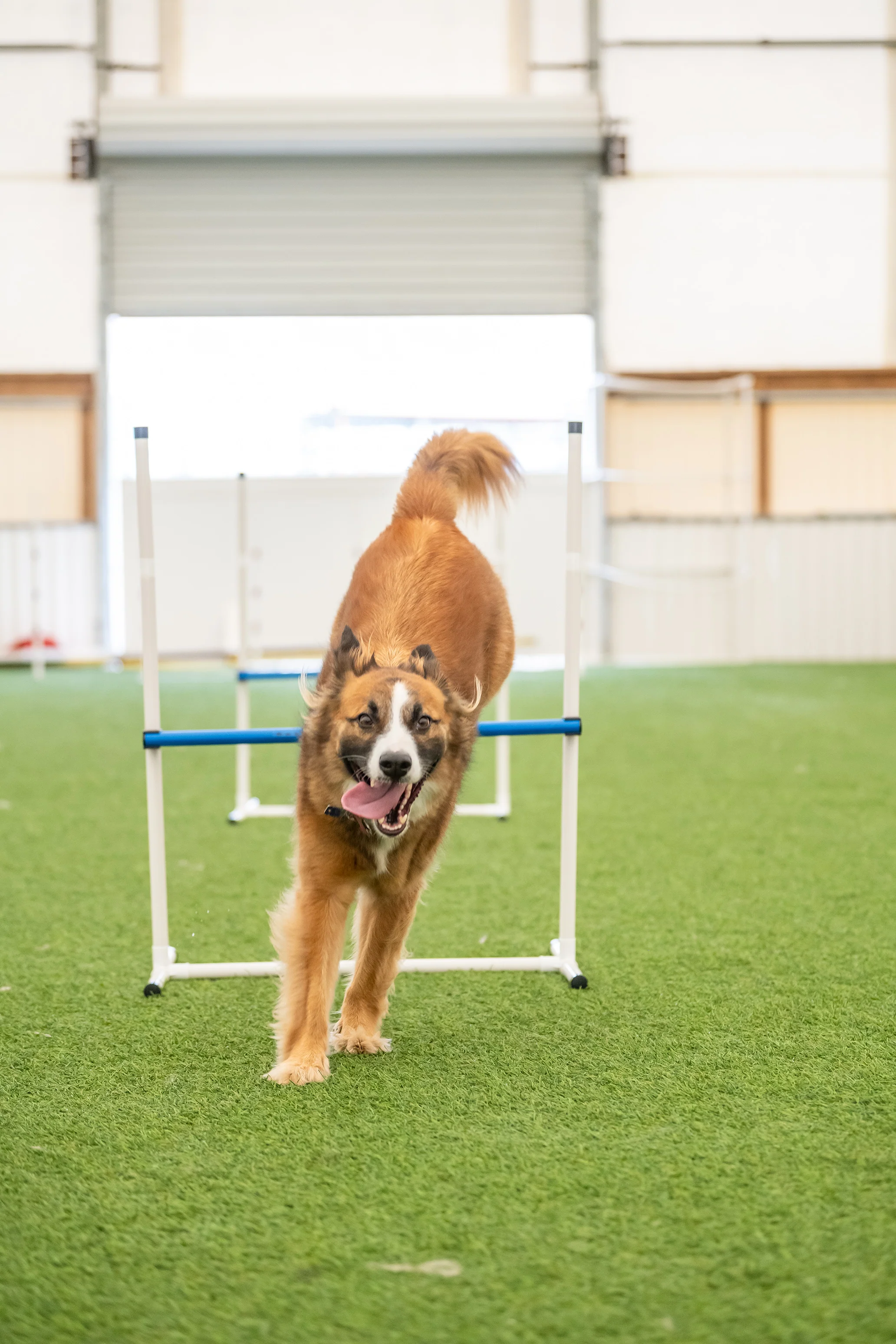 Better Sporting Dogs 7 Piece Dog Agility Equipment Set – with Jumps, Tunnels, Pause Box & Weave Poles - Image 7