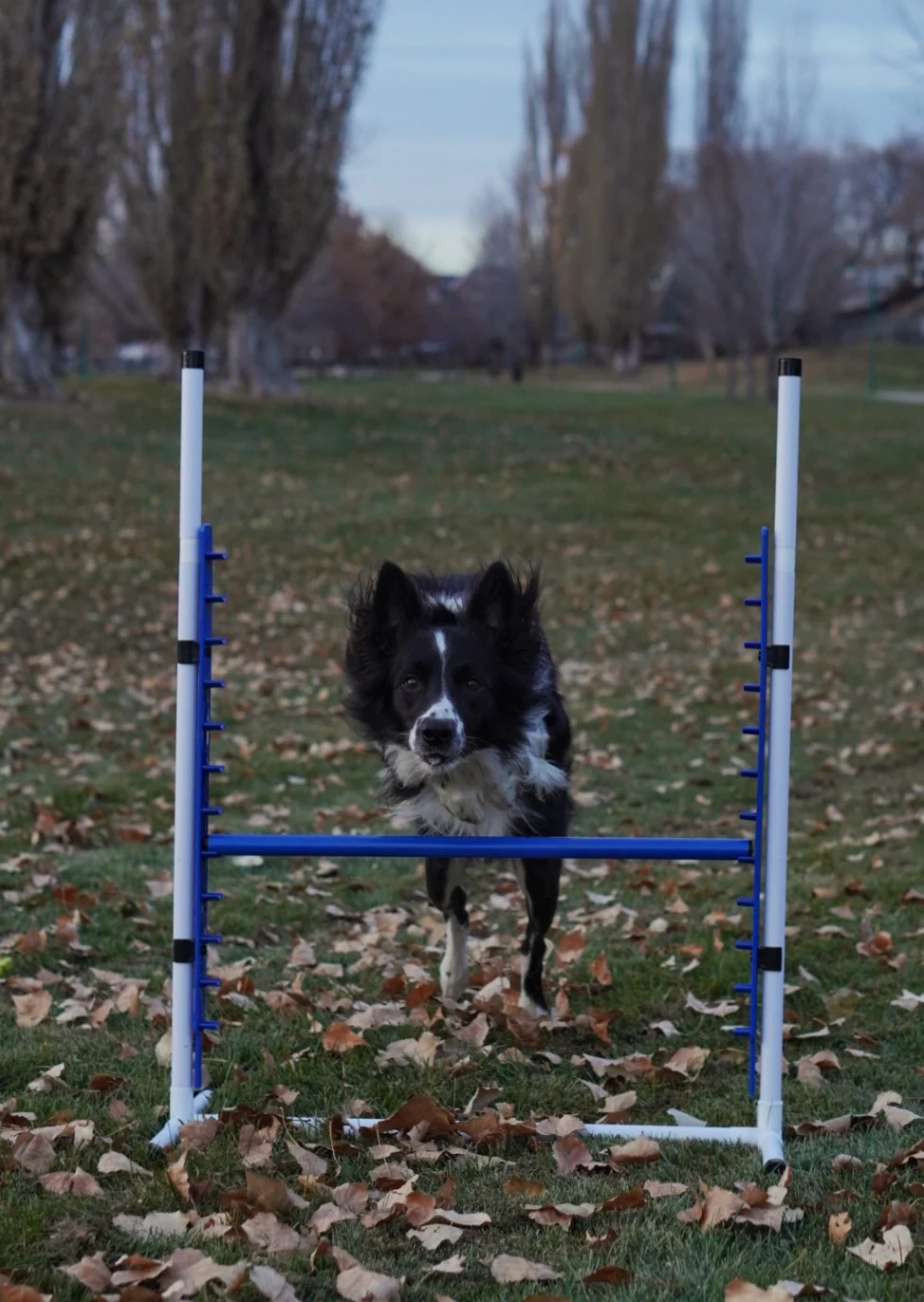 Better Sporting Dogs Adjustable Dog Agility Bar Jumps - Image 5
