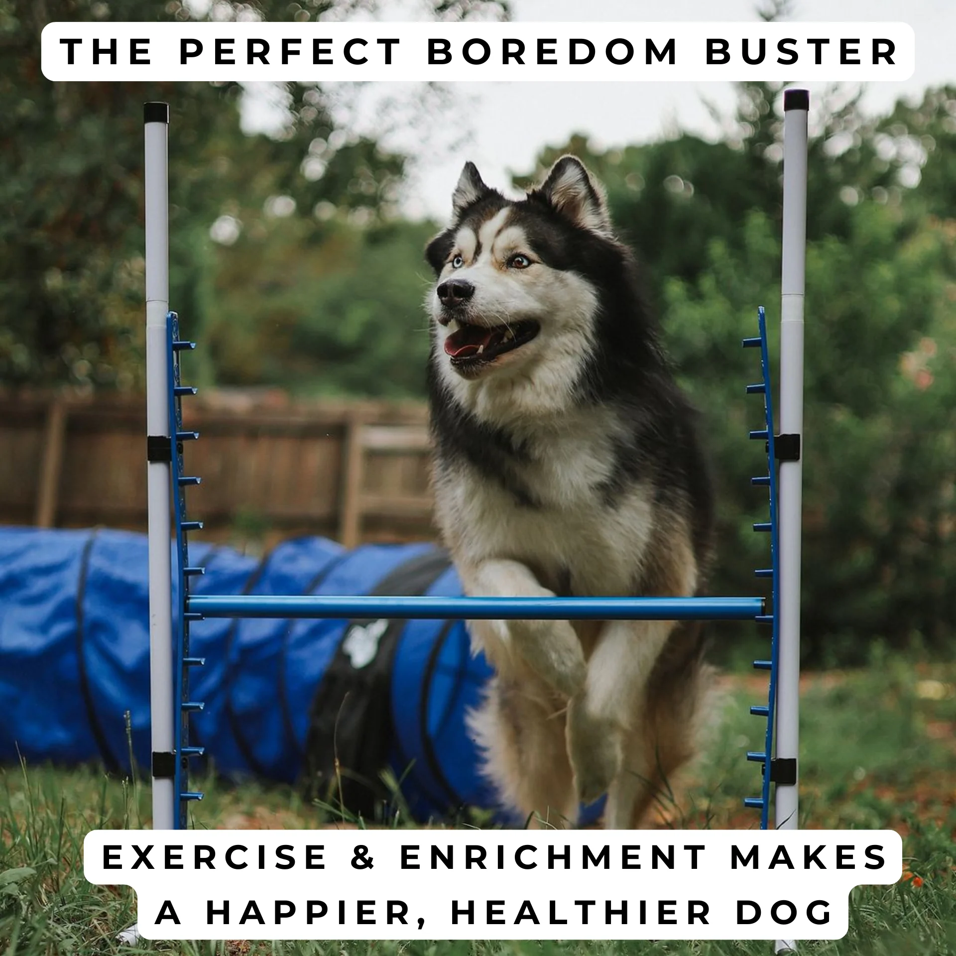 Better Sporting Dogs Adjustable Dog Agility Bar Jumps - Image 7