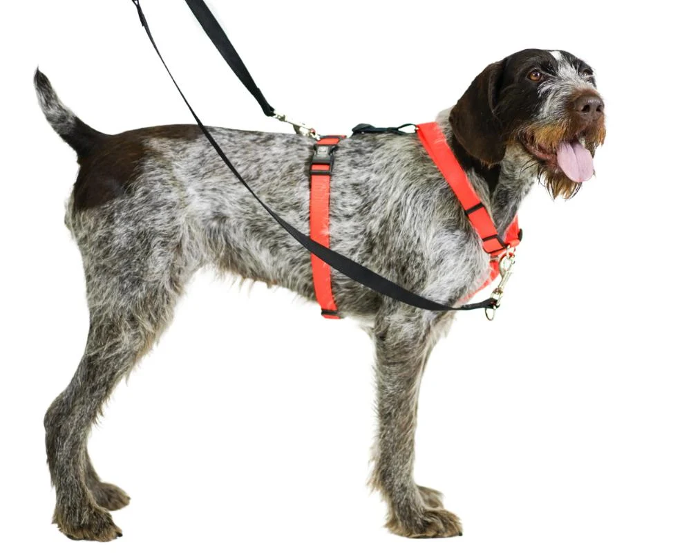 Balance Harness - Image 4