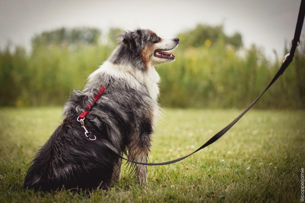 Balance Harness - Image 6