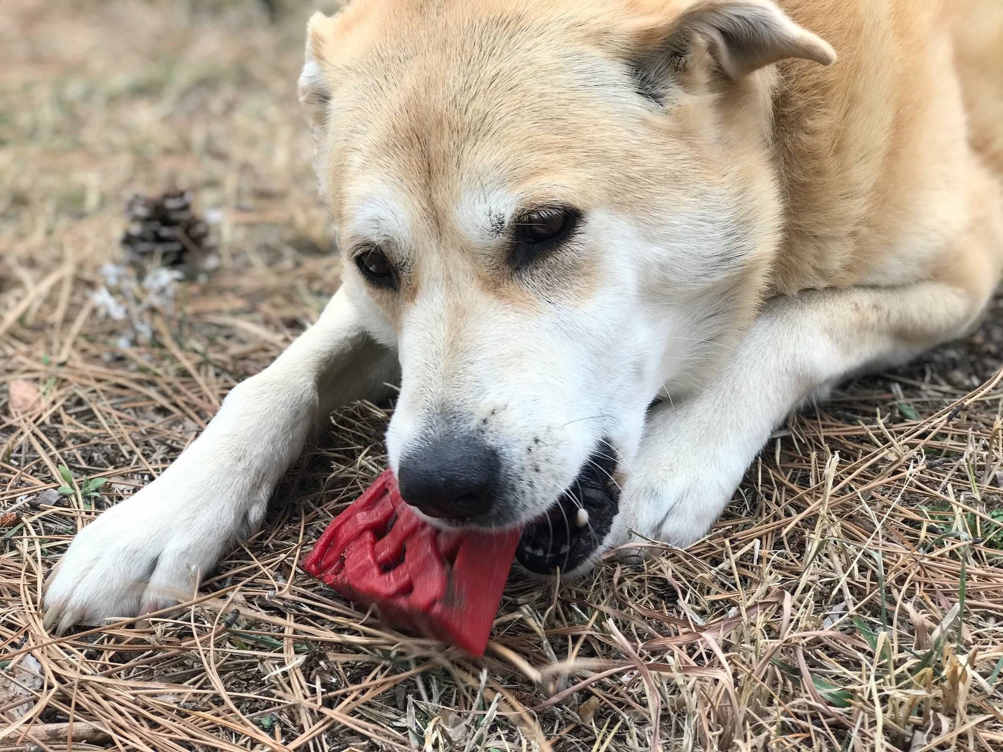 Cherry Pie eChew Ultra Durable Nylon Dog Chew Toy and Treat Holder - Image 7