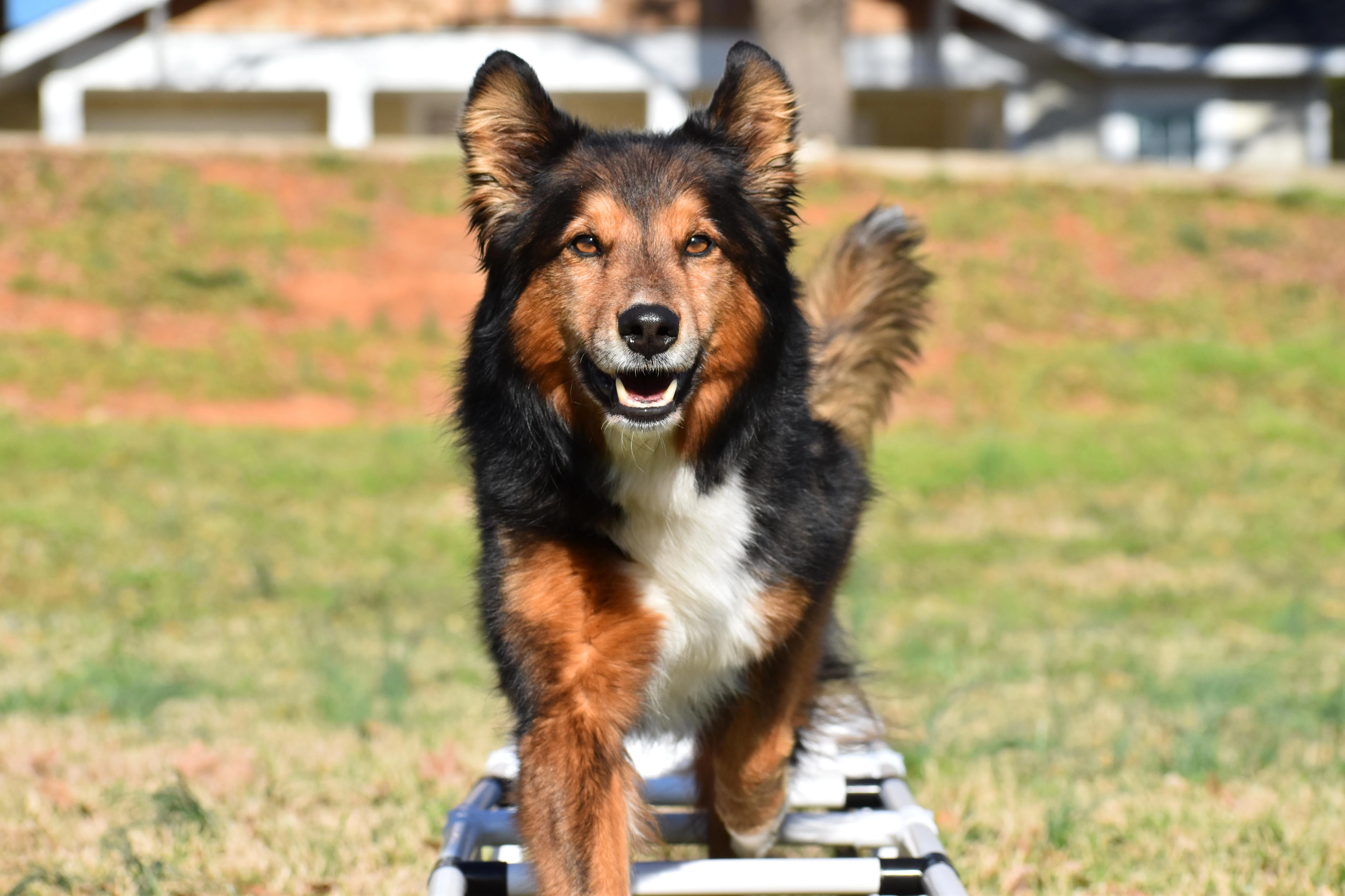 Better Sporting Dogs Dog Agility Training Ladder - Image 4