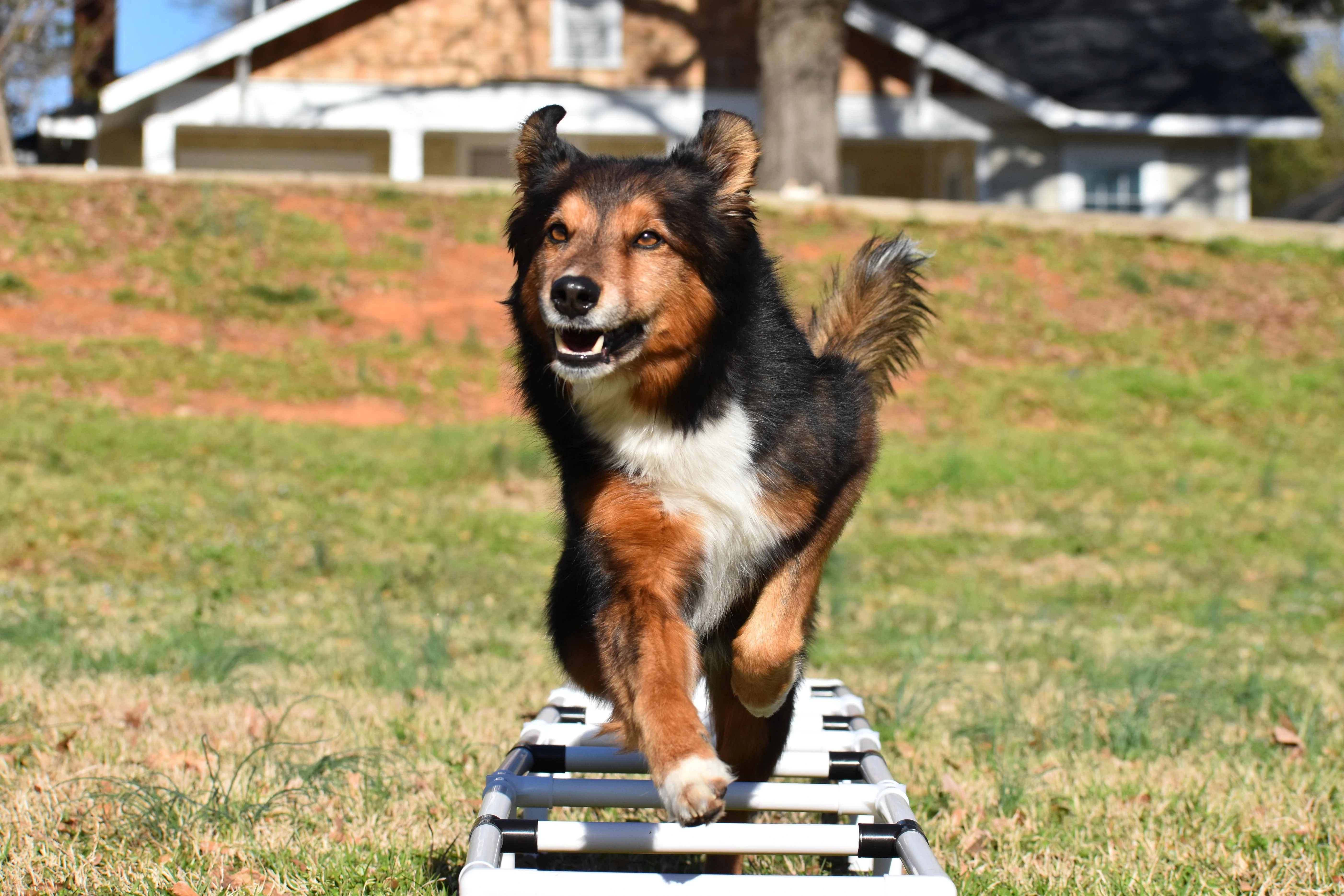 Better Sporting Dogs Dog Agility Training Ladder - Image 5