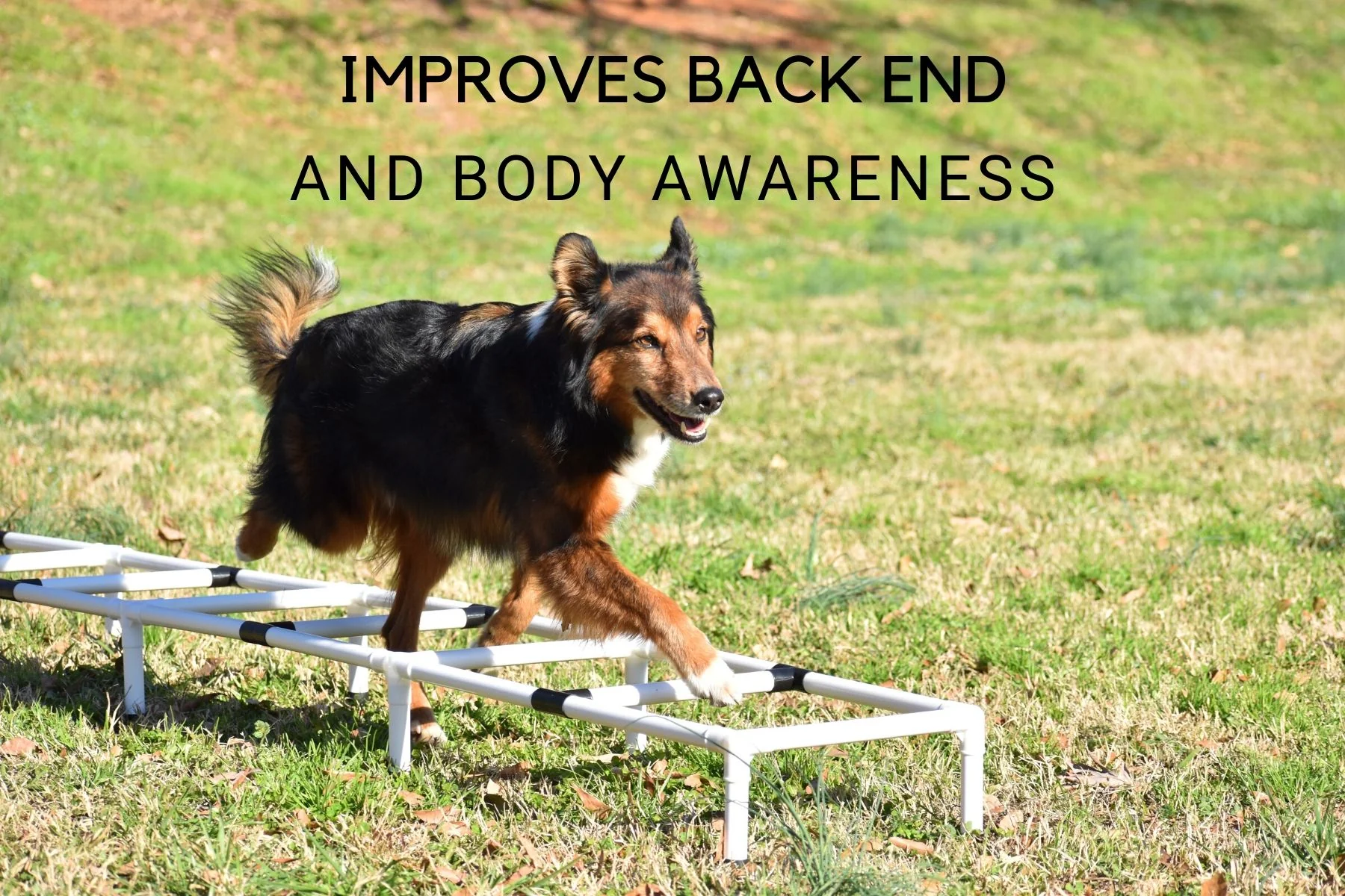 Better Sporting Dogs Dog Agility Training Ladder - Image 6