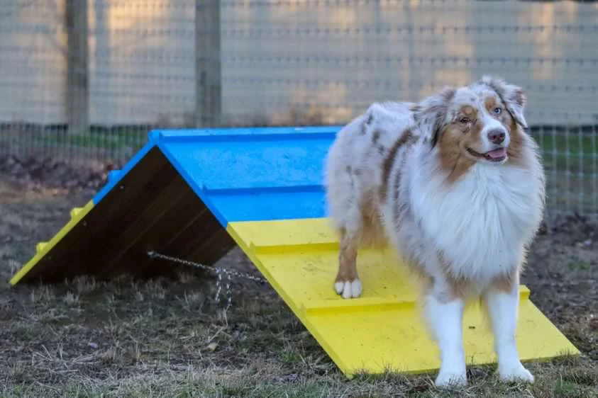 Better Sporting Dogs Dog Agility A-Frame – Arrives Fully Assembled - Image 3