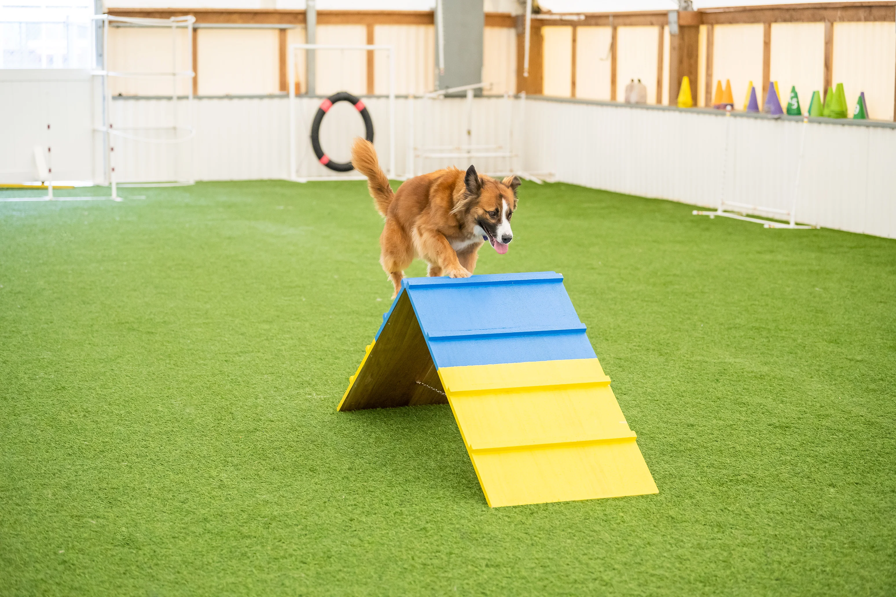 Better Sporting Dogs Dog Agility A-Frame – Arrives Fully Assembled - Image 7