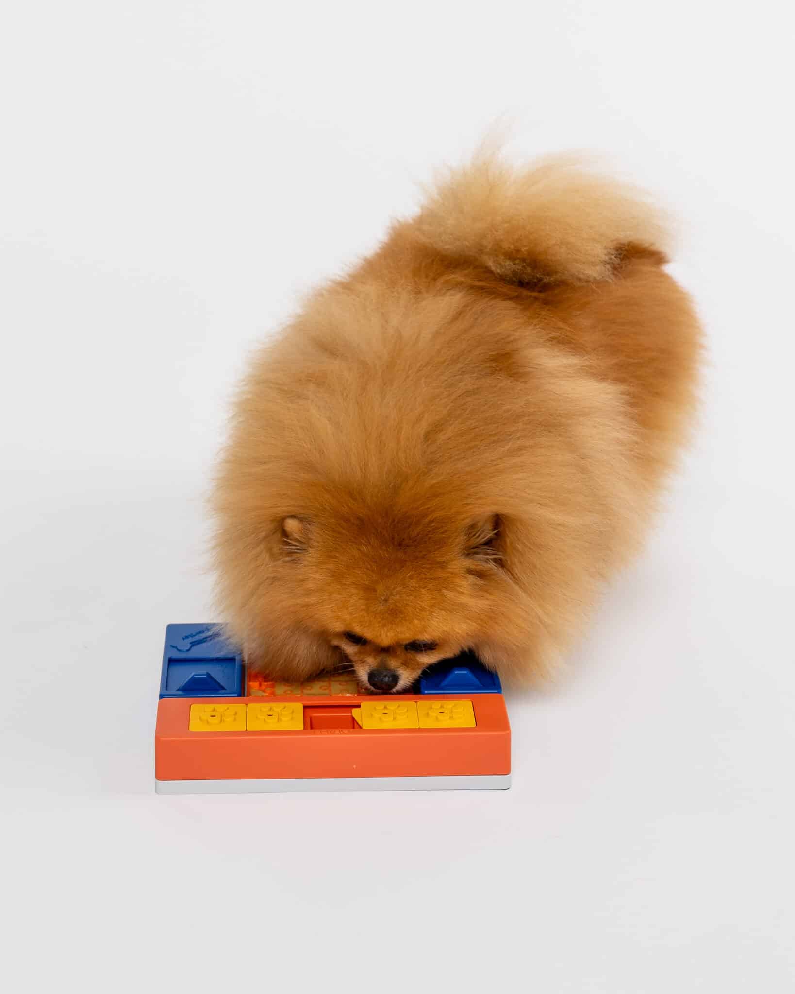 Pawzler Set - Beginner - Image 6
