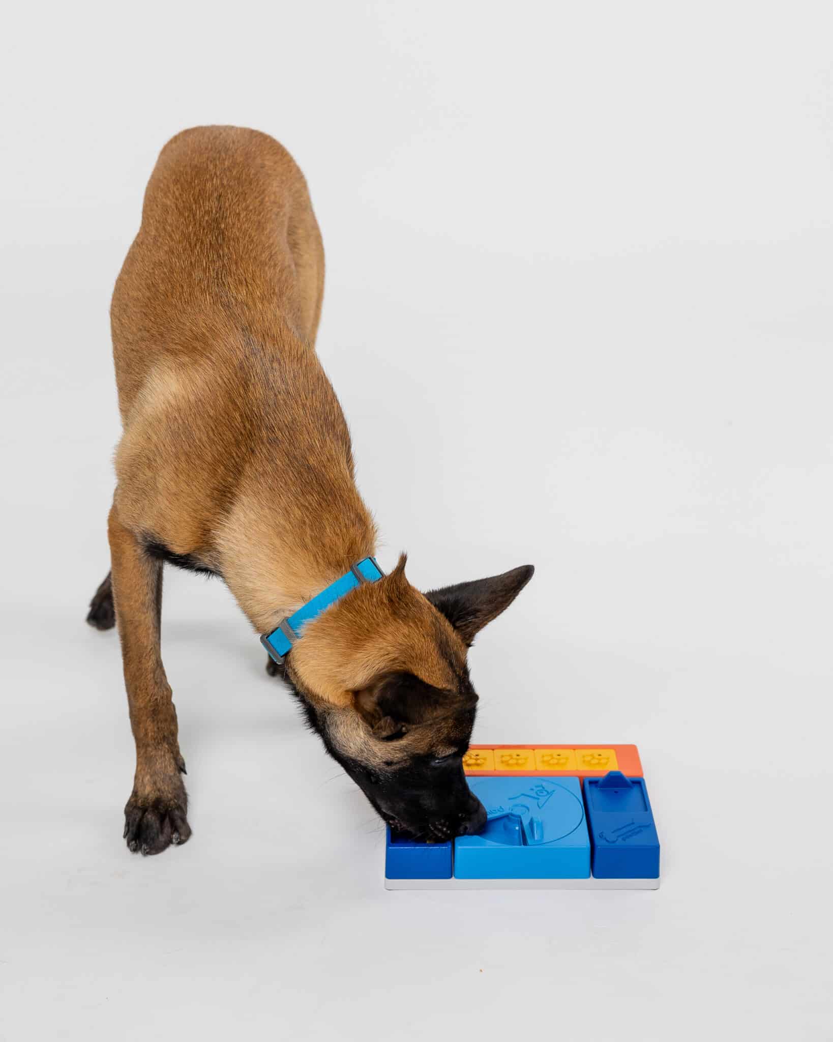 Pawzler Set - Beginner - Image 7