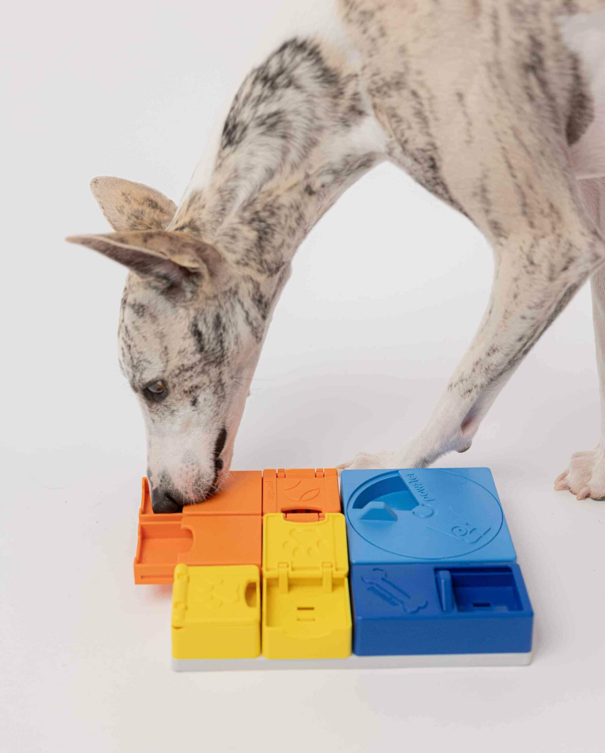 Pawzler Set - Rainbow - Image 6