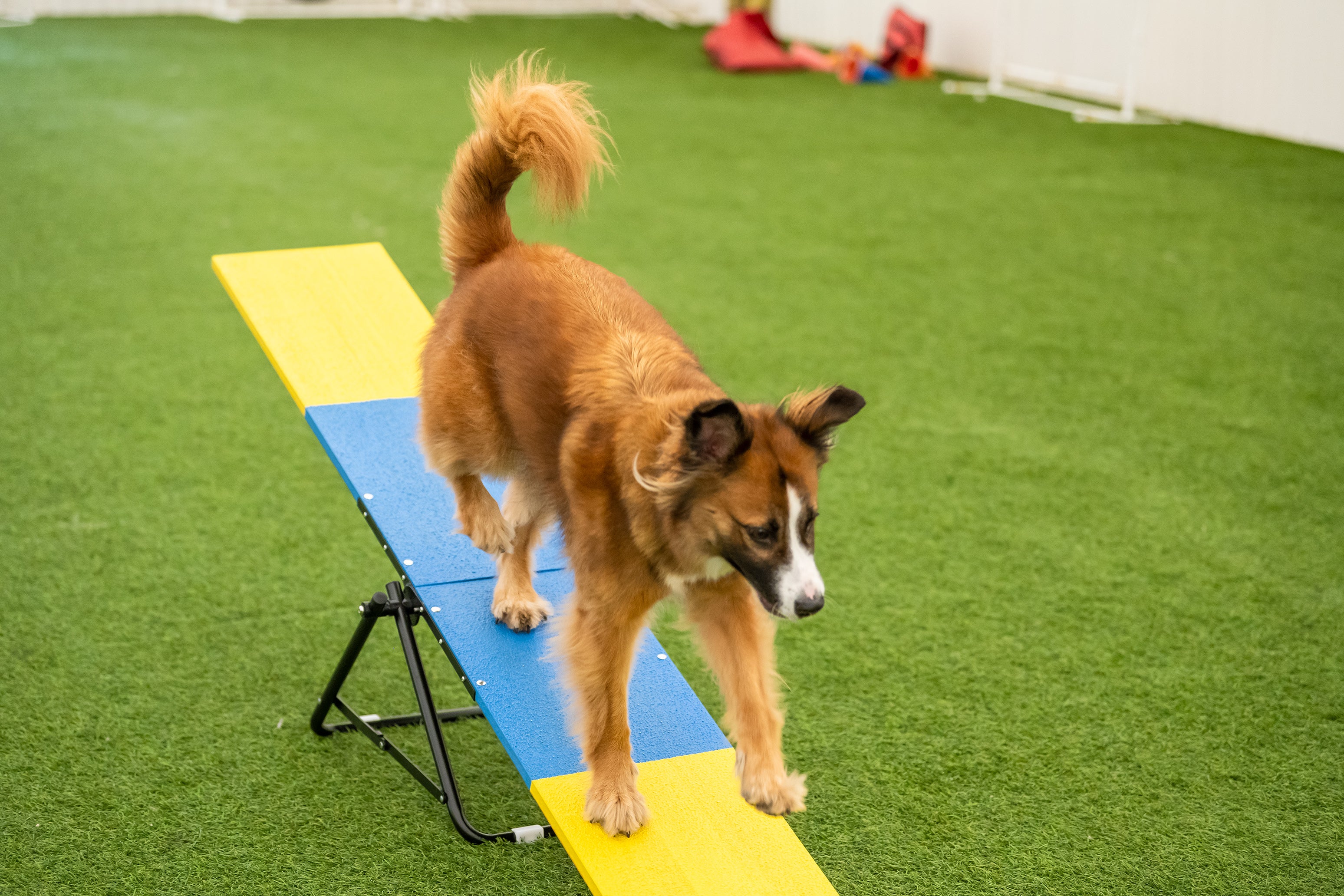 [Restock expected mid June] Better Sporting Dogs Practice See Saw – Fully Assembled Practice Teeter for Dog Agility Training - Image 6