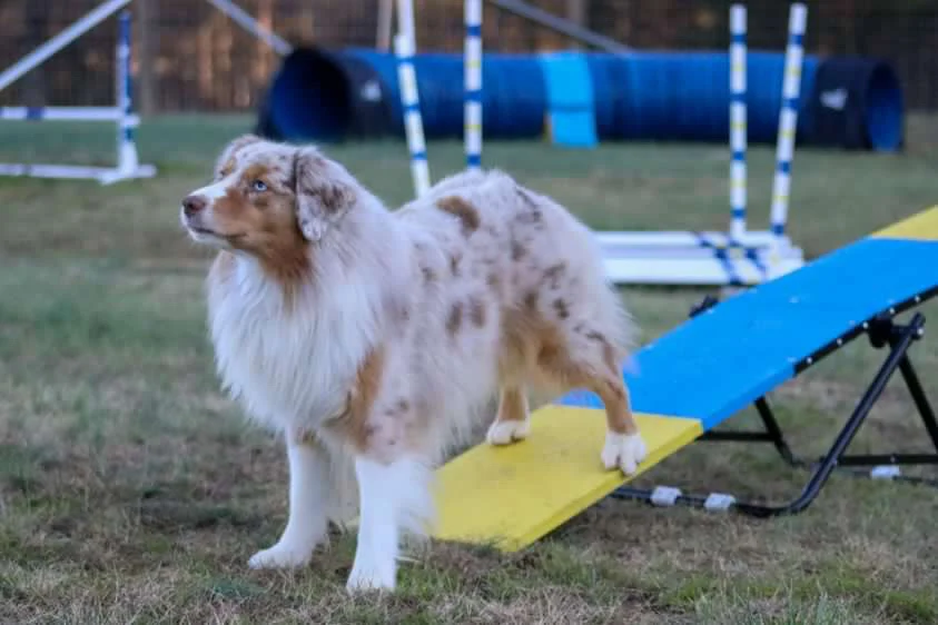 [Restock expected mid June] Better Sporting Dogs Practice See Saw – Fully Assembled Practice Teeter for Dog Agility Training - Image 9