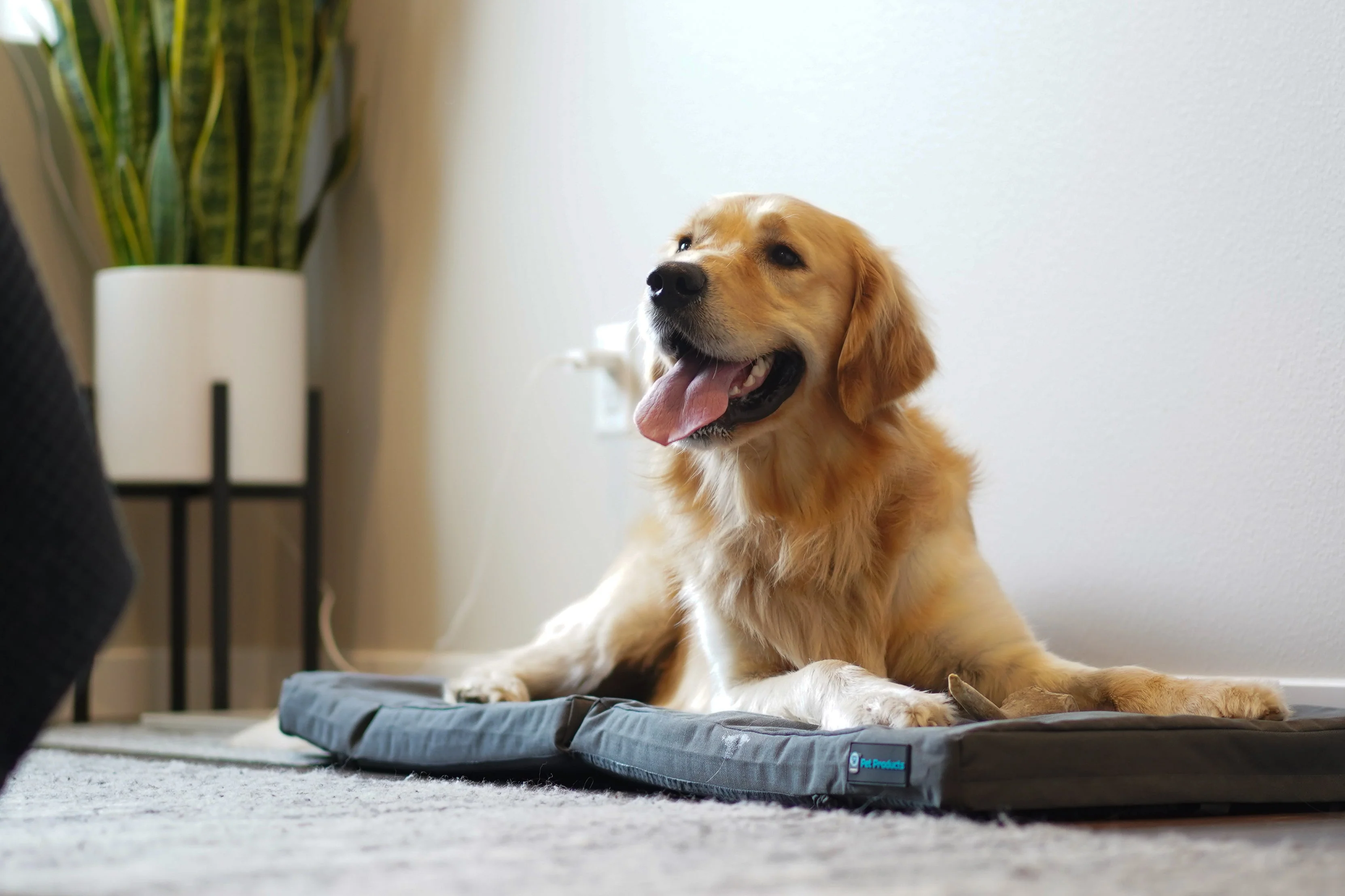 Restore+ Double Dog Bed - Image 6