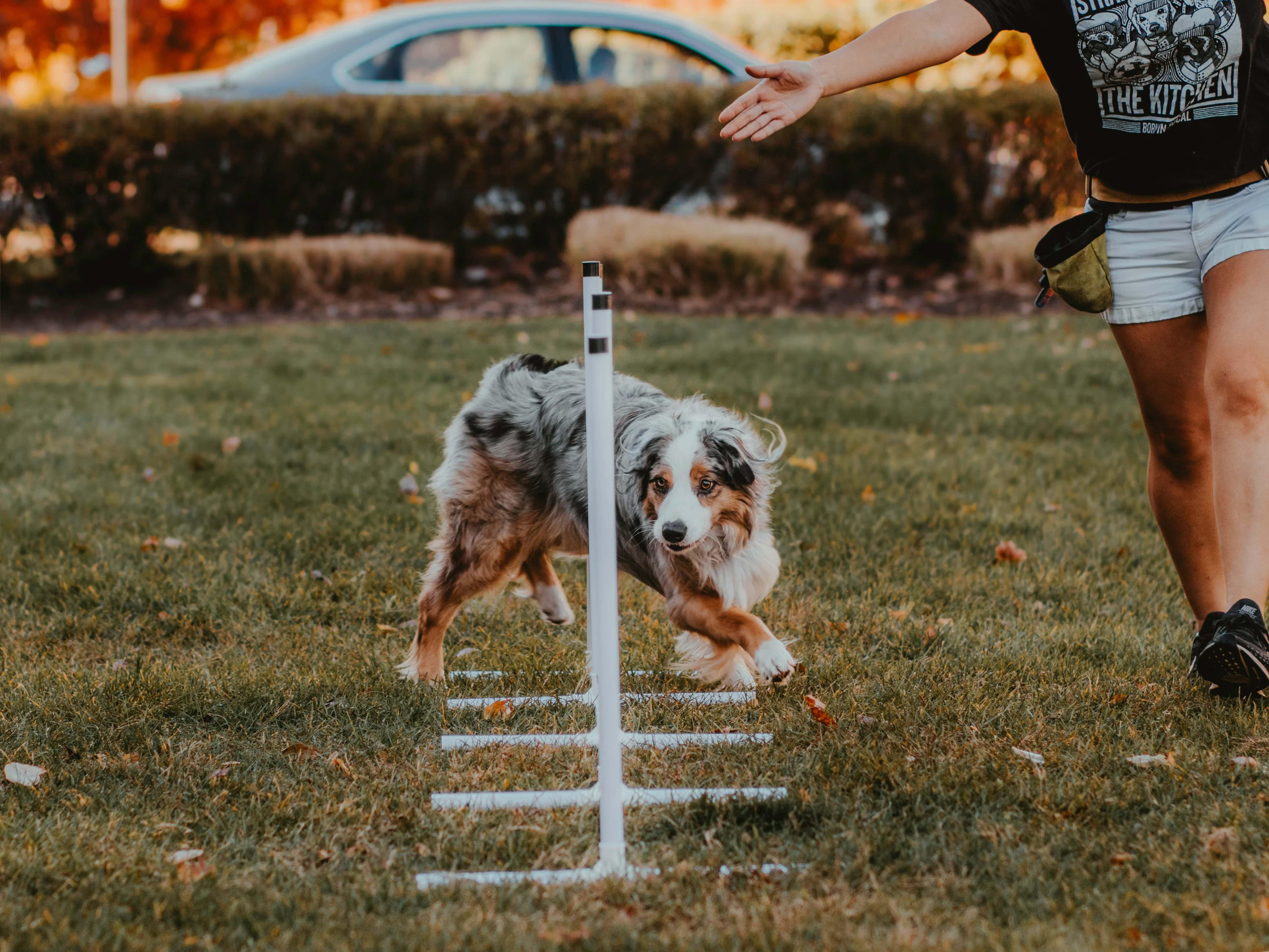 Better Sporting Dogs Set of 6 Weave Poles - Image 3