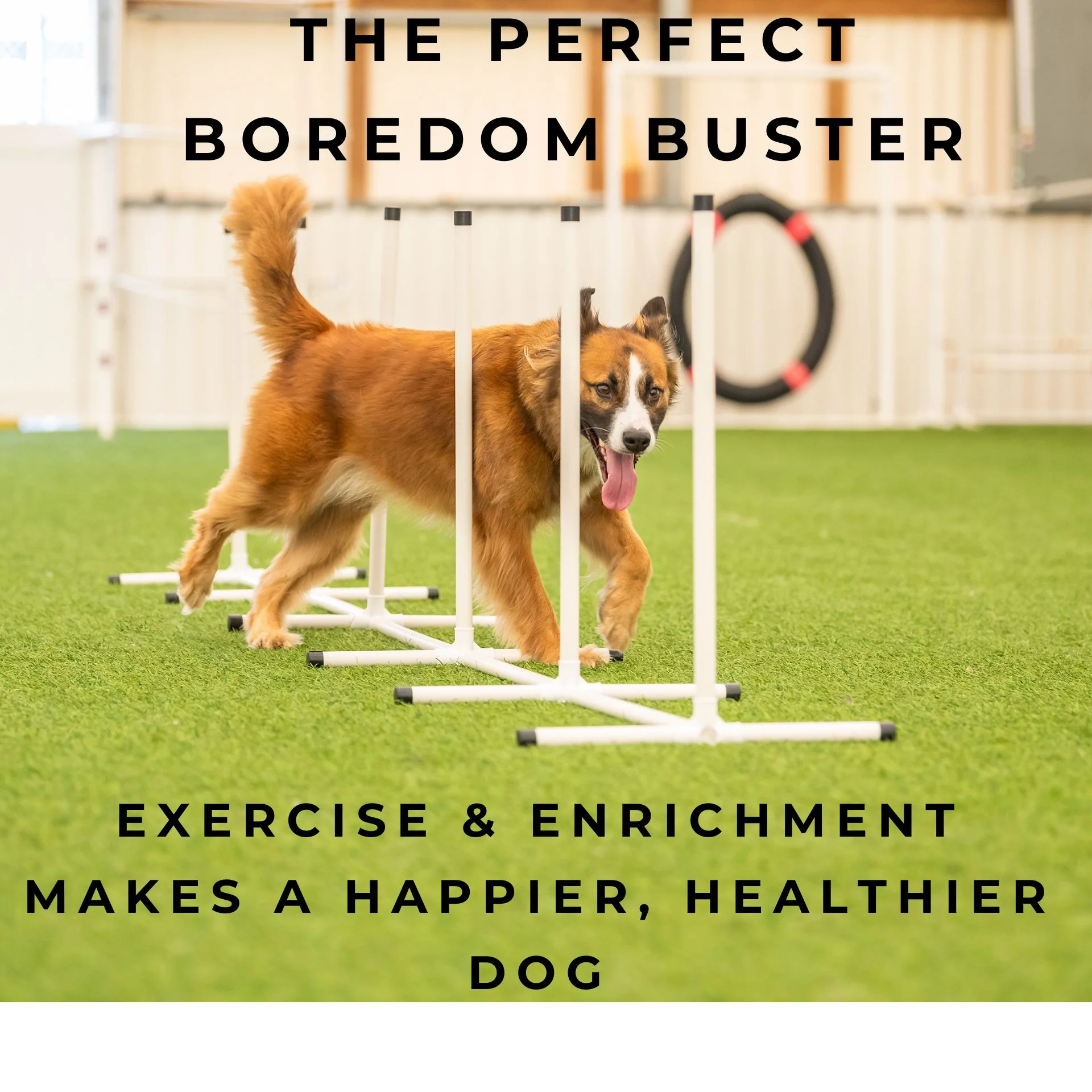 Better Sporting Dogs 5 Piece Dog Agility Equipment Set – with Jumps, Tunnel, Pause Box & Weave Poles - Image 9