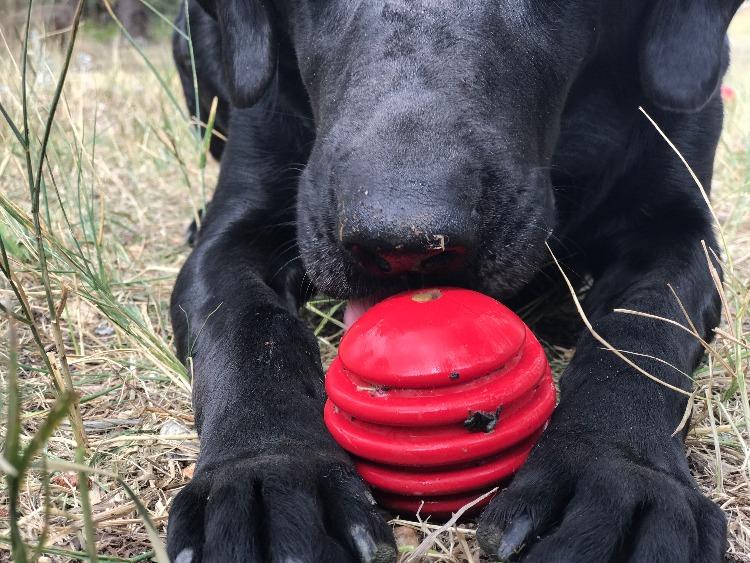 USA-K9 Stars and Stripes Ultra-Durable Rubber Chew Ball - Image 10