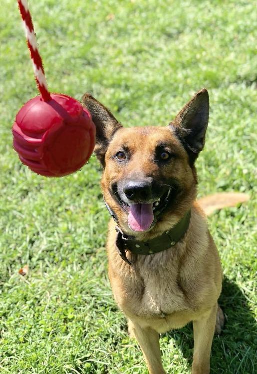 USA-K9 Stars and Stripes Ultra-Durable Rubber Chew Ball - Image 5