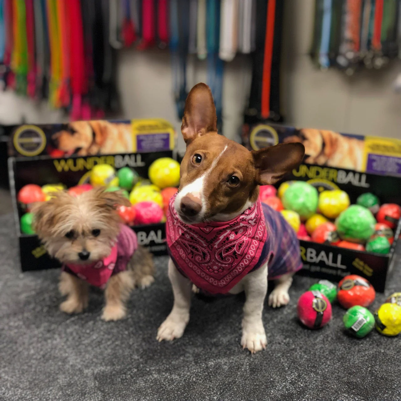 WUNDERBALL - Best Fetch Toy - Image 11