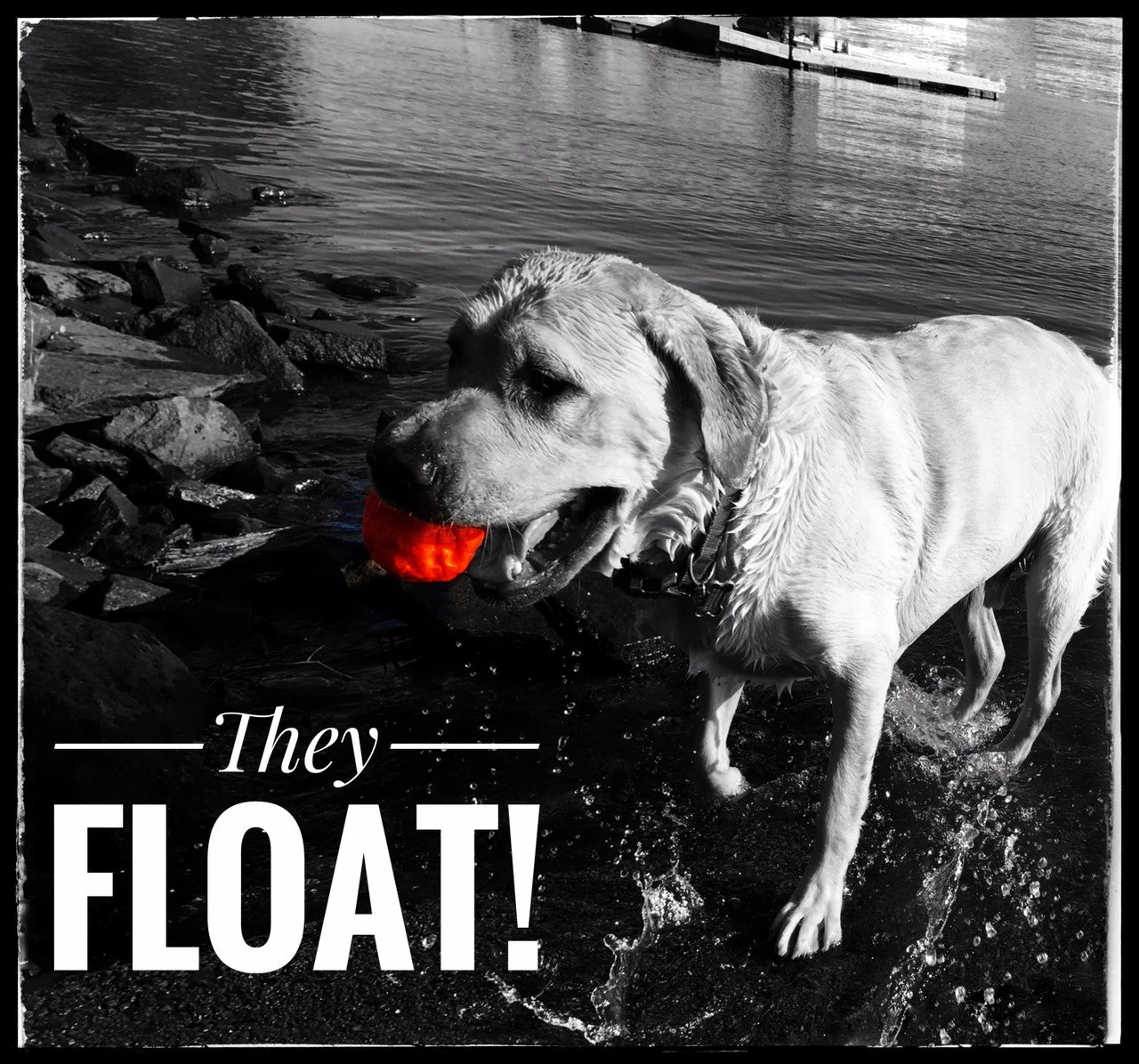 WUNDERBALL - Best Fetch Toy - Image 8